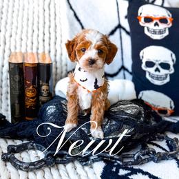 Newt - Red  male Goldendoodle puppy in Springville, Utah from Happy Doodle