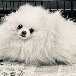 Frankie - Pomeranian