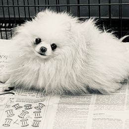 Frankie - Pomeranian