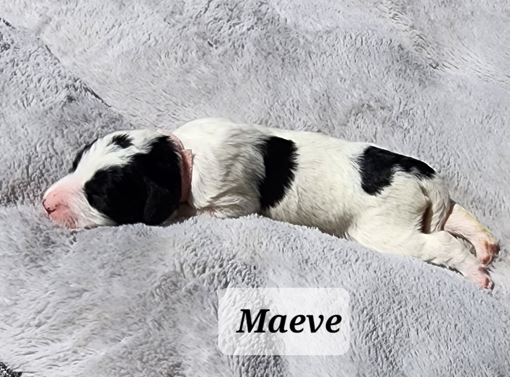 Goldendoodle Puppies from Not Just "Golden" Doodles