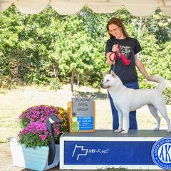 Kishu Ken All Grown Up from Ourou Sou