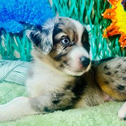 Lincoln - Blue merle male Miniature Australian Shepherd puppy in Wauchula, Florida from Sun & Moon Aussies