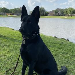 Pepper - German Shepherd