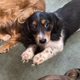 Boy 2 - Piebald male Dachshund puppy in Yelm, Washington from Hughes' Doxies