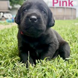 Pink - Black female Labrador Retriever puppy in Blue Earth, Minnesota from K4 Kennels- British Labs