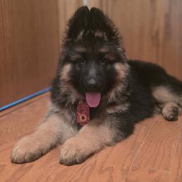 Atlas Custos Stellarum Elite Von Haus (Black Collar) - Black and tan male German Shepherd puppy in Grants Pass, Oregon from Elite Von Haus German Shepherds