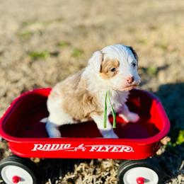 Mike Wheeler - Red merle male Aussiedoodle puppy in Dunn, North Carolina from Sandy Creek Kennels