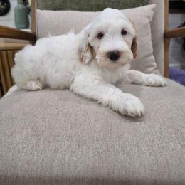 Biscuit - Parti male Goldendoodle puppy in Fordland, Missouri from K&K's Puppy Kingdom