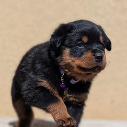 Purple - Black and mahogany female Rottweiler puppy in Oroville, California from Von Brennan kennels