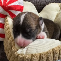 Graham - Sable male Pembroke Welsh Corgi puppy in Nortonville, Kansas from Low Riders Corgis & Mini Aussies