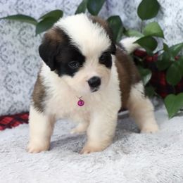 Chelsea - Brown and white female Saint Bernard puppy in Green Forest, Arkansas from Horseshoe Drive Kennel