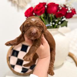 Alice - Caramel red female Australian Labradoodle puppy in Palmdale, California from Pixie Doodle Paws