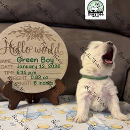 Valentine's Ready Green - White male West Highland White Terrier puppy in Colorado from Busy Bee Westies