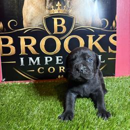 Red Boy - Black male Cane Corso puppy in Saluda, South Carolina from Brooks Imperial Corso