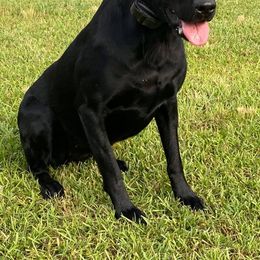 Labrador Retrievers from Coosa River Retrievers
