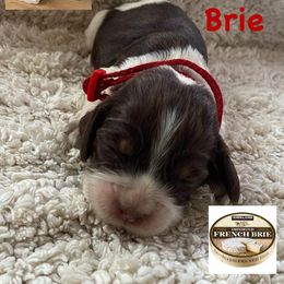 English Springer Spaniel Puppies from Picky’s Puppies