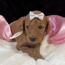 White girl - Apricot female Poodle puppy in Bowling Green, Kentucky from Ritzy Red Poodles