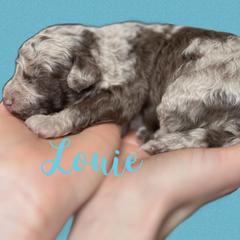 Aussiedoodle and Goldendoodle Puppies from Doodles of Paradise