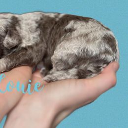 Aussiedoodle and Goldendoodle Puppies from Doodles of Paradise