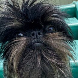 Brussels Griffons from BamaBrussels