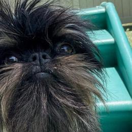 Brussels Griffons from BamaBrussels