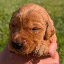 Boy 3 - male Golden Retriever puppy in Midland, North Carolina from Alger Farm, LLC