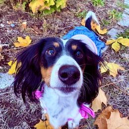 Penny - Dachshund