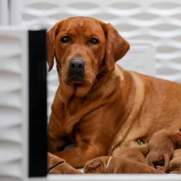 Labrador Retriever Puppies from Mid-Columbia Labradors