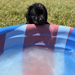 Female - Black female Labrador Retriever puppy in Anderson, South Carolina from Iris Aislings Labradors