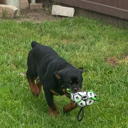 Rottweiler All Grown Up from Woods AKC Rottweiler