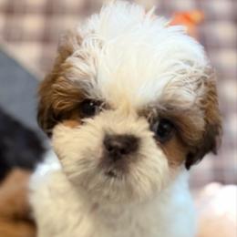 Justin - Red and white male Shih Tzu puppy in Victorville, California from RUMBLE n TUMBLE