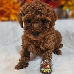 Natasha - Red  female Poodle puppy in Salem, Missouri from Meadowbrook Poodles