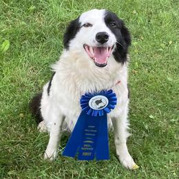Alice - Border Collie