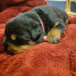 Rottweiler Puppies from Hauser's Kennel