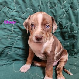 Catahoula Leopard Dog Puppies from OpenGate Catahoulas