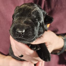 Tinsel - Black female German Shepherd puppy in Columbus, Indiana from Stony Lonesome GSD