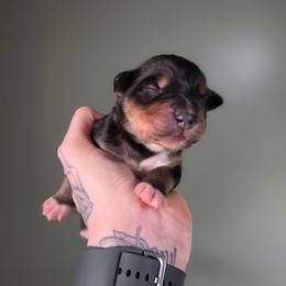 Boy 8 - Black tri-color male Australian Shepherd puppy in London, Kentucky from Kenmont Kennels