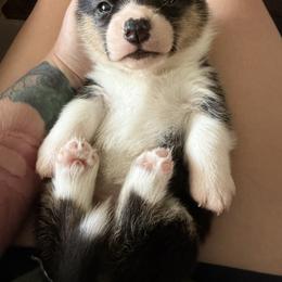 Pembroke Welsh Corgi Puppies from S7 Corgis and Chaos
