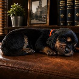 Stanley - Orange collar - Black brown and white male Basset Hound puppy in Edmonton, Kentucky from RiverBottom Bassets