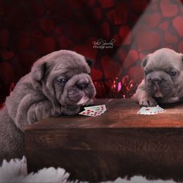 French Bulldog Puppies from Bullish Pride