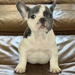 Gregory - Blue fawn male French Bulldog puppy in Roseville, California from Fiddyment Farm Frenchies
