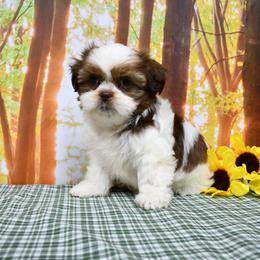 Sony - Liver and white male Shih Tzu puppy in Arcola, Illinois from Highline Puppies