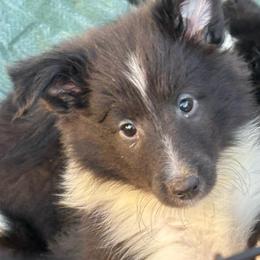 Girl 3 - Black and white female Shetland Sheepdog puppy in Pensacola, Florida from Nancy Barger's Siberian Huskies