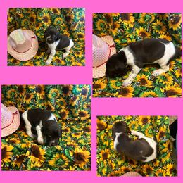 Pink Girl - German Shorthaired Pointer puppy in Export, Pennsylvania from Pisone Pointer's