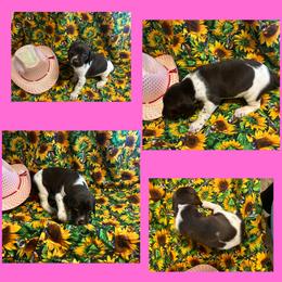 Pink Girl - German Shorthaired Pointer puppy in Export, Pennsylvania from Pisone Pointer's