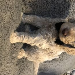 Goldendoodle, Schnoodle, and Sheepadoodle Puppies from Dood Ranch