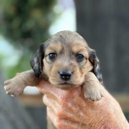 Gracie - Cream female Dachshund puppy in California from Longboard Dachshunds
