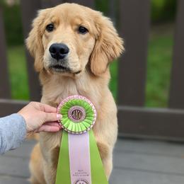 Golden Retriever Puppies from Full of Grace Goldens