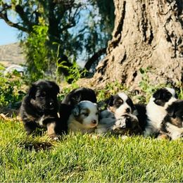 Australian Shepherd, Miniature Australian Shepherd, and Toy Australian Shepherd Puppies from V5 Mini Aussies