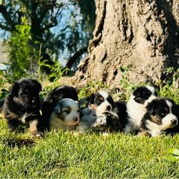 Australian Shepherd, Miniature Australian Shepherd, and Toy Australian Shepherd Puppies from V5 Mini Aussies